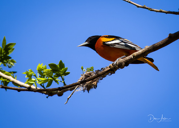 Baltimore Oriole