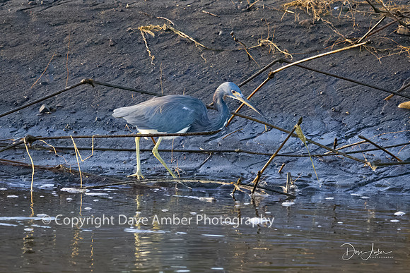 Little Blue Heron