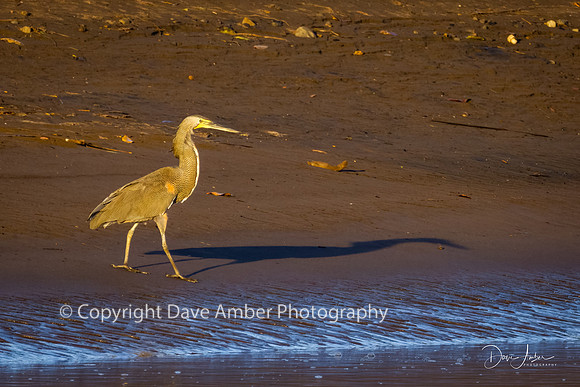 Bare Throated Tiger Heron