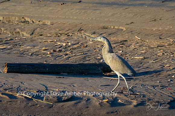 Bare Throated Tiger Heron