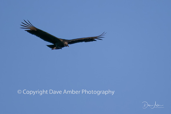 Vulture