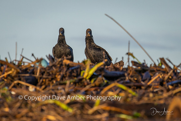 Black Vultures