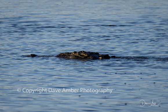 Crocodile