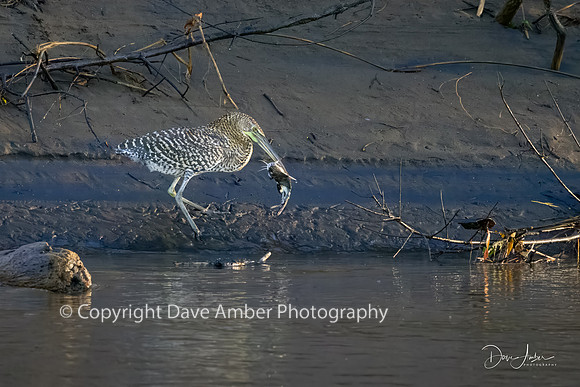 Bare Throated Tiger Heron