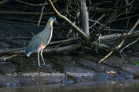 Bare Throated Tiger Heron