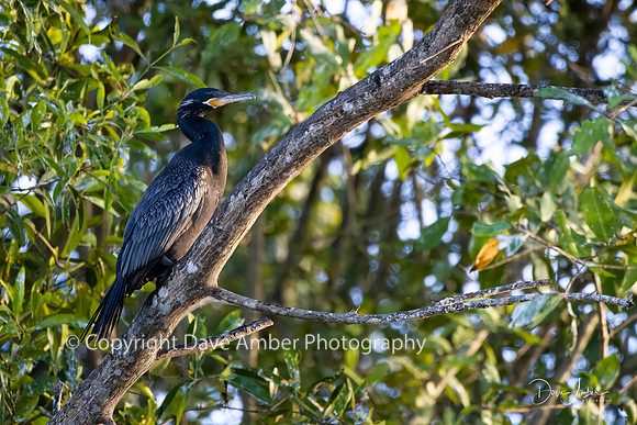 Neotropic Cormorant