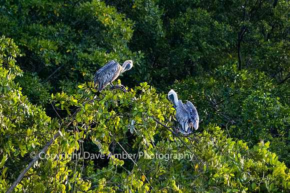 Brown Pelicans