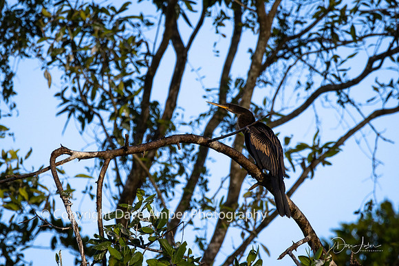 Anhinga