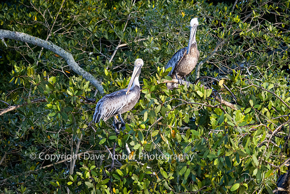Brown Pelicans