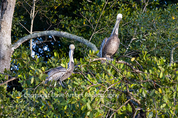 Brown Pelicans