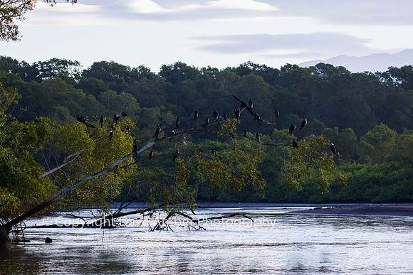 Magnificent Frigate Birds