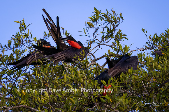 Magnificent Frigate Birds