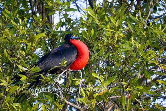 Magnificent Frigate Bird