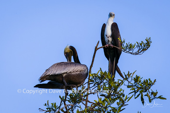 Brown Pelican and Magnificent Frigate Bird