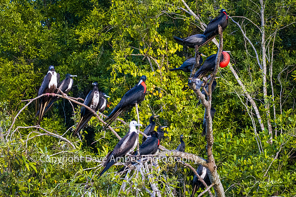 Magnificent Frigate Birds