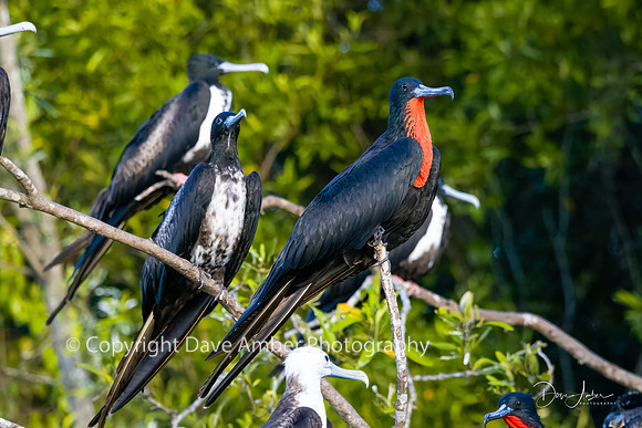 Magnificent Frigate Birds