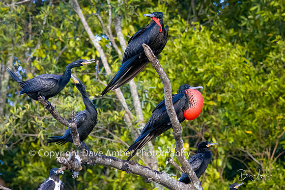 Magnificent Frigate Birds