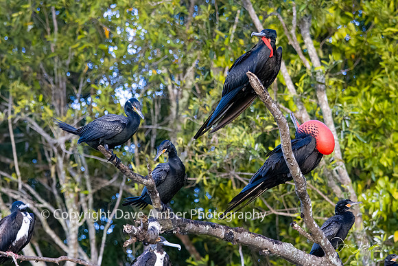 Magnificent Frigate Birds