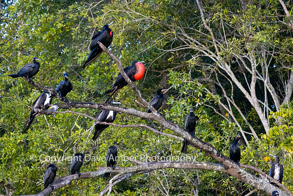 Magnificent Frigate Birds