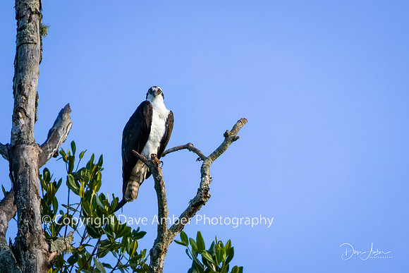 Osprey