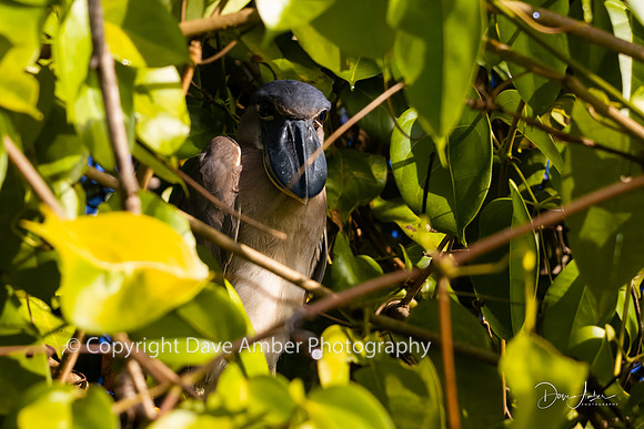 Boat-billed Heron
