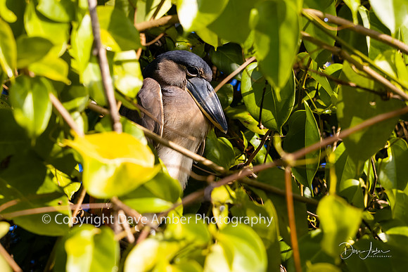 Boat-billed Heron