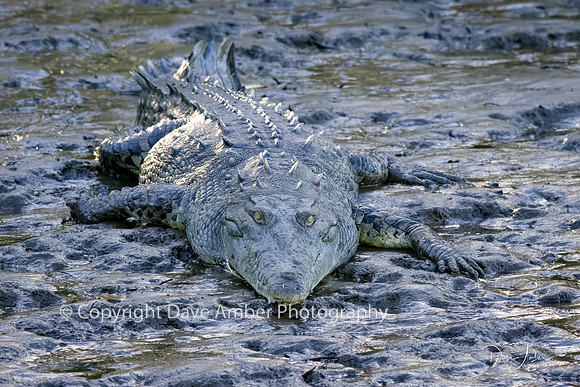 Crocodile