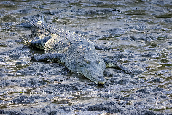 Crocodile