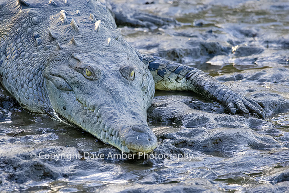 Crocodile