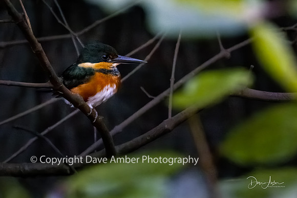 Kingfsher