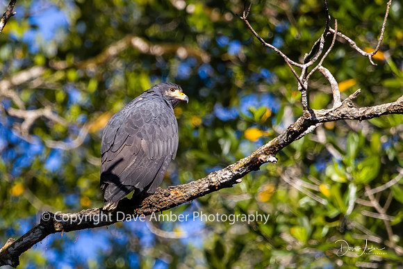 Common Black Hawk