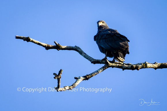 Common Black Hawk