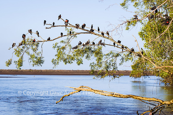 Magnificent Frigate Birds