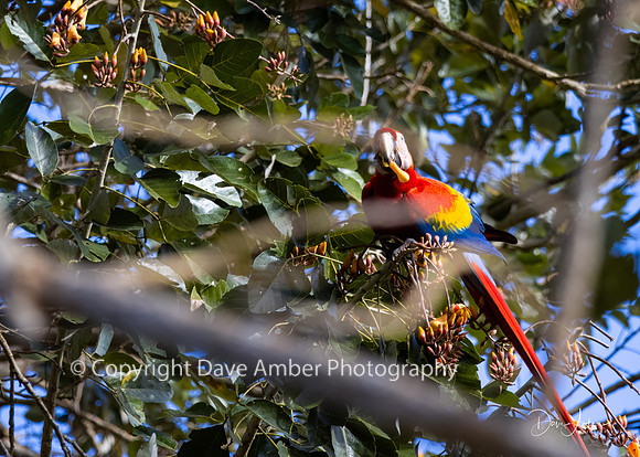 Scarlet Macaw
