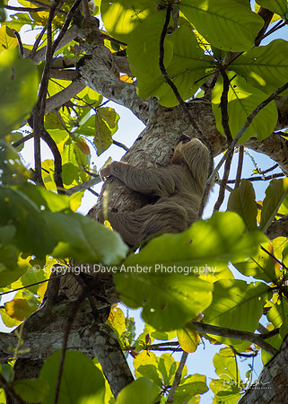 Two-toed Sloth