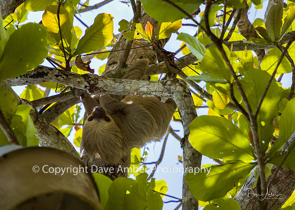 Two-toed Sloth