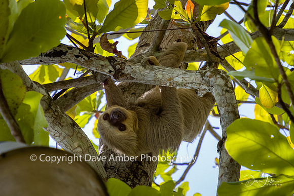 Two-toed Sloth