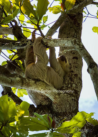 Two-toed Sloth