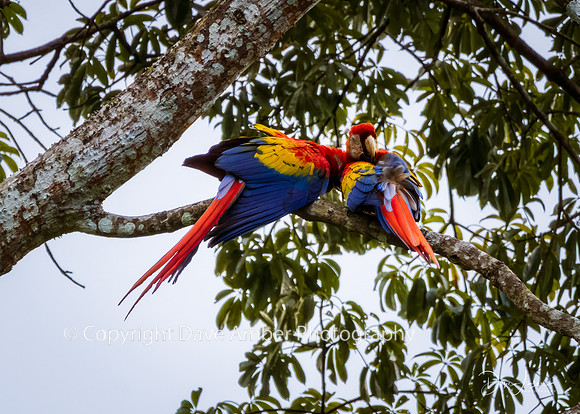 Scarlet Macaws