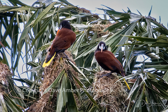 Montezuma Oropendola birds
