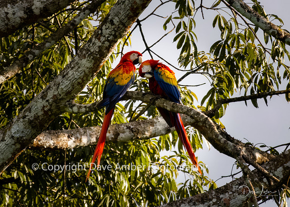 Scarlet Macaws