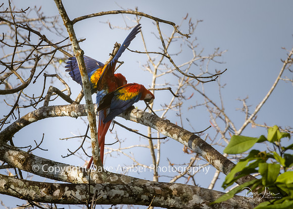 Scarlet Macaws