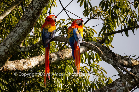 Scarlet Macaws