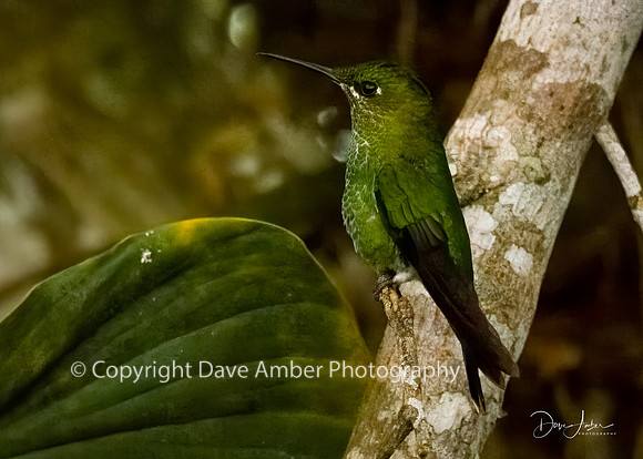 Hummingbird