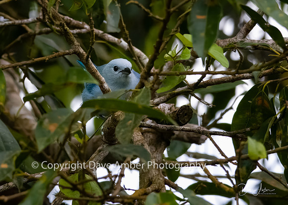 Blue-gray Tanager
