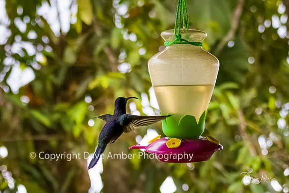 Hummingbird