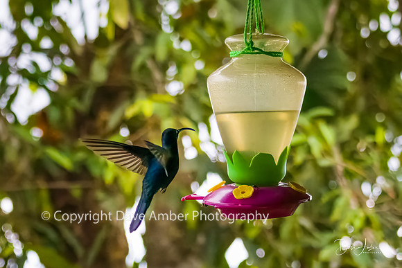 Hummingbird