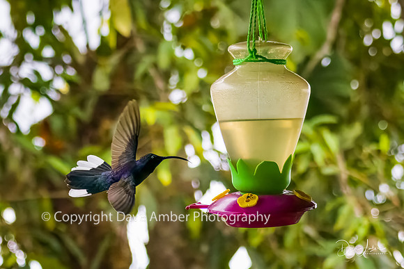 Hummingbird