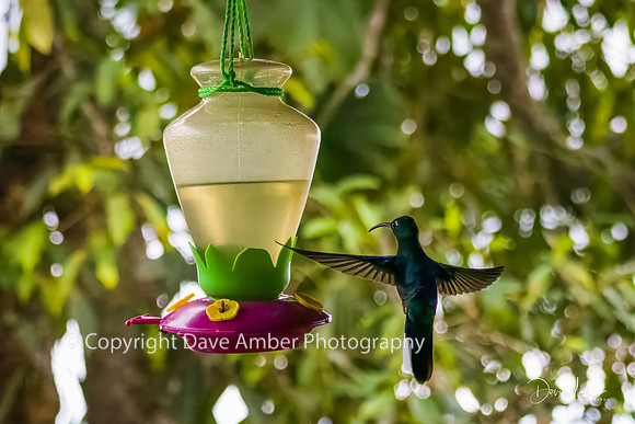 Hummingbird