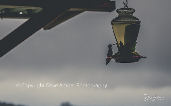 Hummingbird